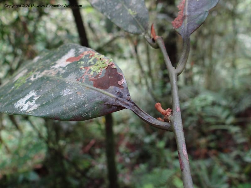 Knema, SAN.153211--Malaysia, Sabah. Mt. Kinabalu. 5 Apr 2012. DSC06767 (151).JPG
