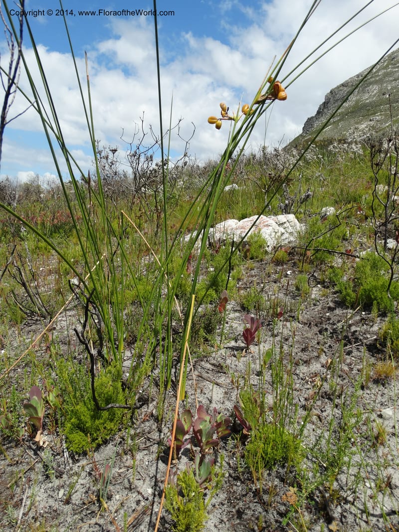 Bobartia indica, Davidson, C 12312--South Africa. Western Cape. E. side, Fernkloof. 24 Jan 2014. DSC01799 (48).JPG