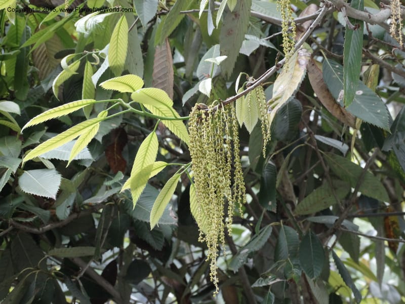 Quercus, Boufford, D 43691--China. Sichuan. LongDongZhen on Rd. to LeiYuan Shan. 13 May 2014. DSC05860 (118).JPG