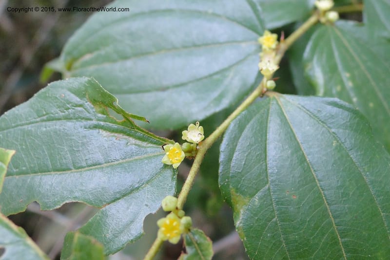 Ziziphus, Regalado 1915--Viet Nam. Da Ha to Tan Not R. Sta. 14 May 2011. 092 (3).jpg