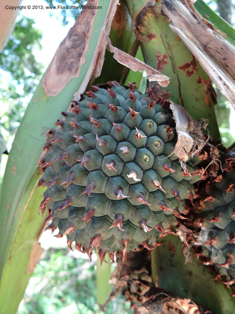 Pandanus unicornutus, Callmander 1050--Thailand. Ranong Prov. Klong Naka Wildlife Sanctuary. 14 Nov 2012. DSC09055 (245).JPG