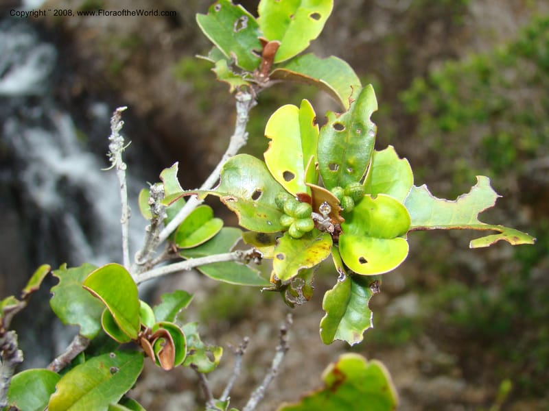 Myrtopsis, JMunzinger x--New Caledonia. Plateau de Dogny. 19 Nov 07. 344.jpg