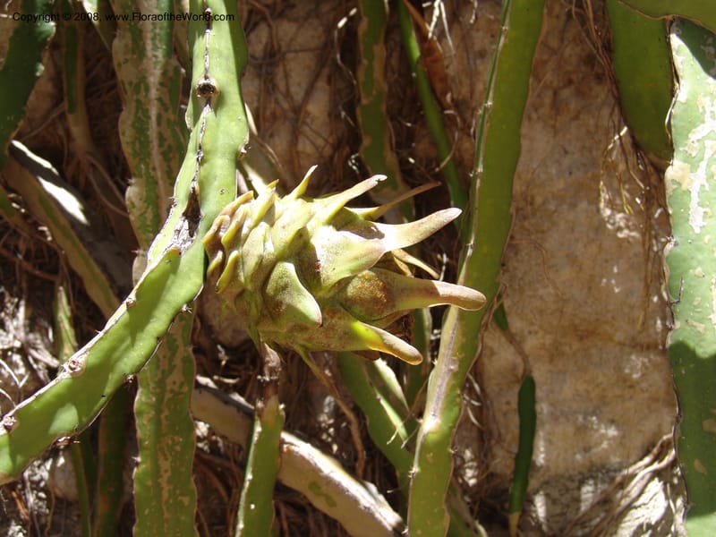 Heliocereus undatus, s.n.--MX. Oaxaca. Oaxaca. Jardin Etnobotanico. 5 Aug 2007. 495.jpg