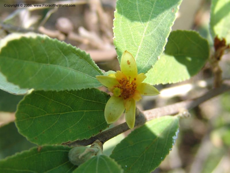 Grewia flava--So.Africa. Mpumal. S of Burgersfort. 16 Mch 05. 256.jpg