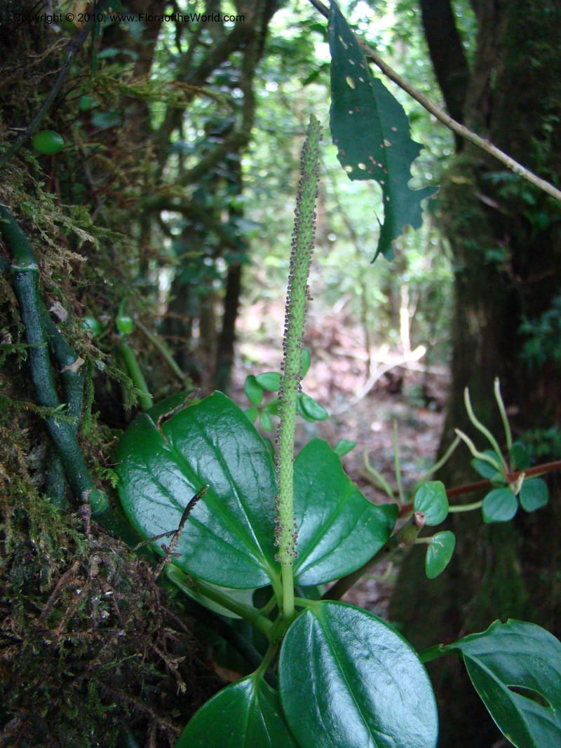 Peperomia dendrophila, B. Hammel 24563--Costa Rica. Hered. Volcan Barva. 9 Apr 08. 094 (1).jpg