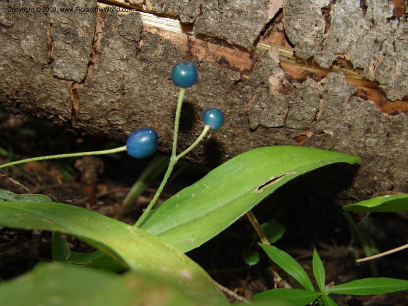 Clintonia uniflora--ID. Valley Co. Sylvan Beach reservoir trail. 21 Aug 05. 025.jpg