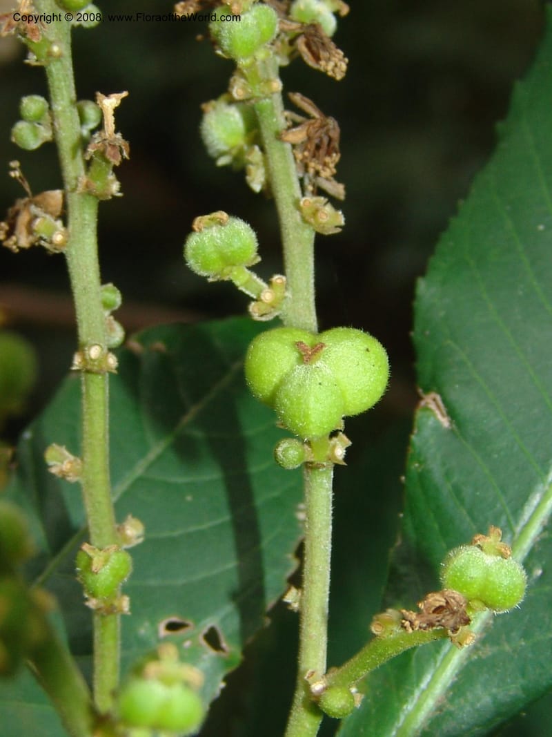 Argomuellera macrophylla--So. Africa. Lowveld Nat. Bot. Gard. 14 Mch 05. 429.jpg