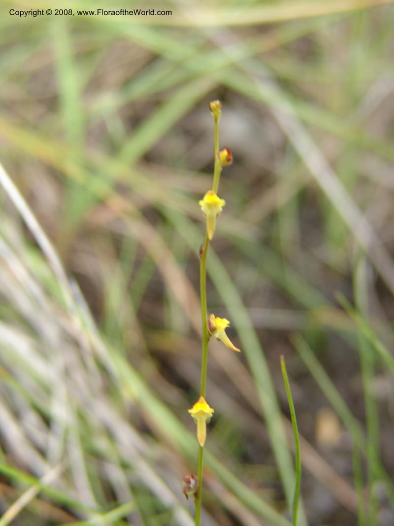 Utricularia--So.Africa. E. Cape. Umtamvuna Nat. Res. 11 Mch 05. 068.jpg