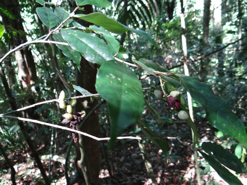 Antidesma, VC 5594--Thailand. Ranong Prov. Klong Naka Wildlife Sanctuary. 14 Nov 2012. DSC09055 (94).JPG