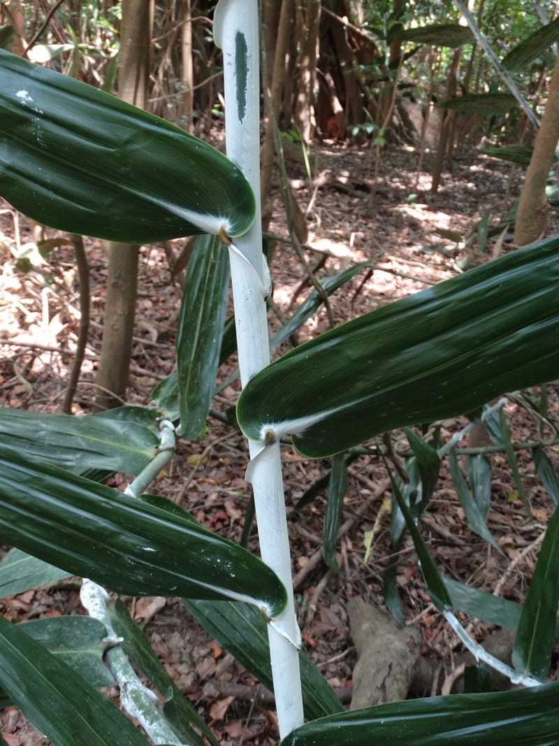 Flagellaria, Callmander, M 1254--New Caledonia. Nehoue Forest. 17 Nov 2015. DSC03041 (216).JPG