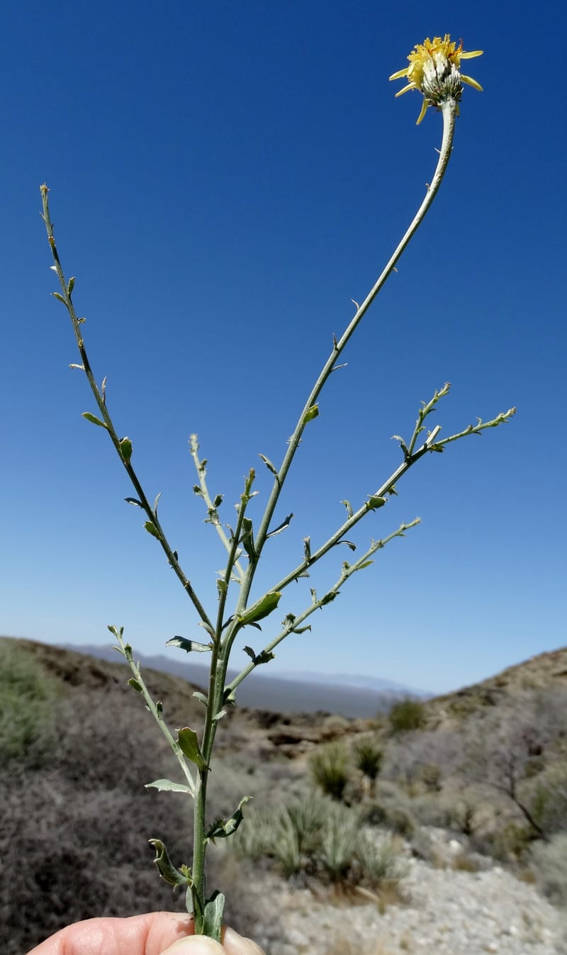 Adenophyllum cooperi, Davidson, C 13174--California, Mojave Nat'l Pres., 23 Apr 2016  8421 (13).JPG