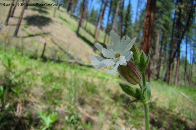 Silene scouleri, C. Davidson 11399--Idaho. Idaho Co. Salmon River. Shepp Ranch. 28 May 2009. 073.jpg