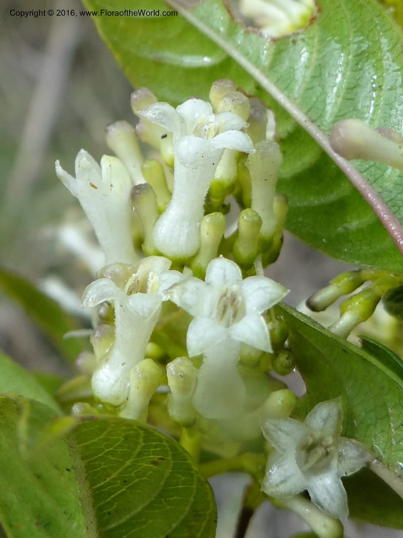 Psychotria, Ulloa, C 2246--Ecuador. Loja. El Tiro. 27 Sep 2012. DSC04675 (99).JPG