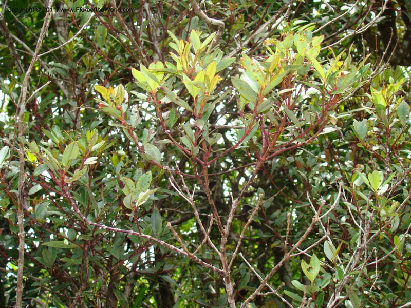 Ascarina rubricaulis, [Munzinger, J 4846]--New Caledonia,  Dzumac, 20 Nov 2007,  70 (14).jpg