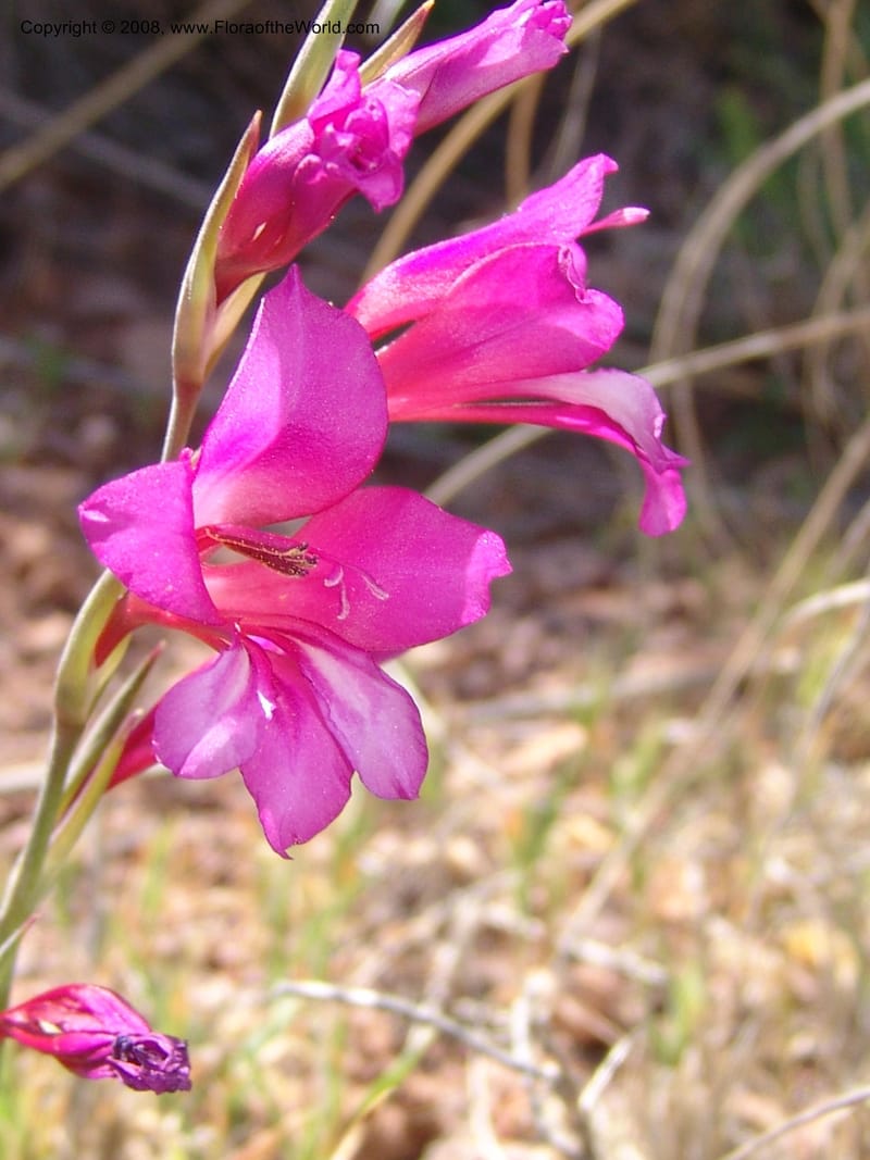 Gladiolus illyricus--Spain. Prov. Almeria. Cabo de Gata. Hill near new lighthouse. 23 Apr 05. 024.jpg