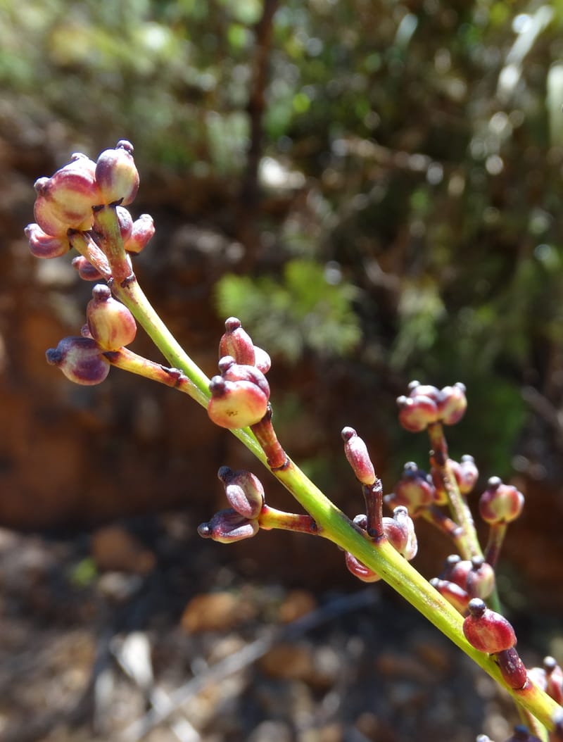 Polyscias, Lowry, P 7417--New Caledonia. PinPin. 20 Nov 2015. DSC03938 (179).JPG