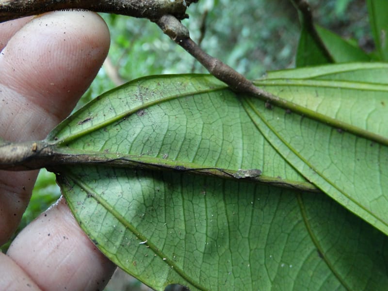 Leptonychia pallida, Davidson, C 12364--Cameroon. Korup Nat. Park. 22 Mar 2014. DSC03203 (197).JPG