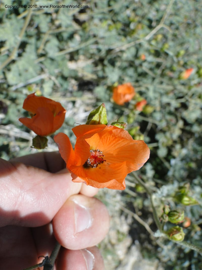 Sphaeralcea ambigua var. rosacea, C. Davidson 11661--California. Riverside Co. 1 April 2010. 234 (8).jpg