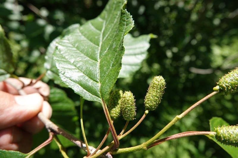 Alnus viridis subsp. fruticosa, C. Davidson 13827--ID. Shoshone Co. Hobo Cedar Grove. 9 Jul 2018. DSC06256 (184).JPG