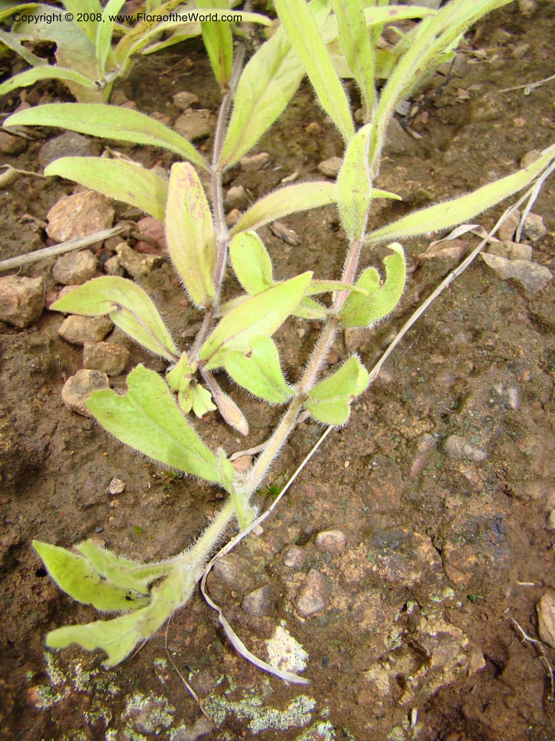 Cycnium adonense, RGereau7033--Tanz. Mbeya Rural Distr. Utengule Coffee Lodge. 26 Jan 08. 309.jpg