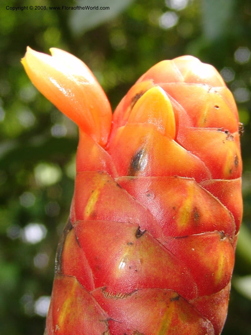 Costus, AAraujoM1213--Bolivia. P. Nac. Madidi. Rio Tuichi, San Jose de Uchup. 29 Nov 04. 359.jpg