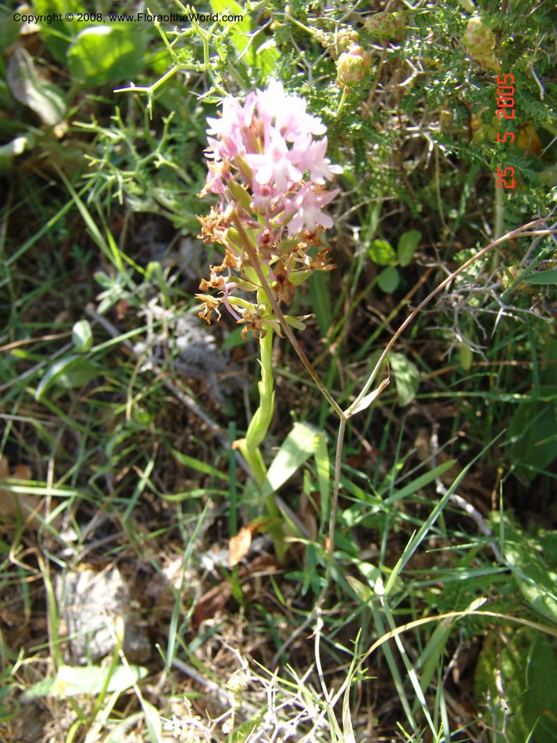 Anacamptis pyramidalis--Crete. Ep. Kisamos. Sirikari Gorge. 25 May 05. 336.jpg