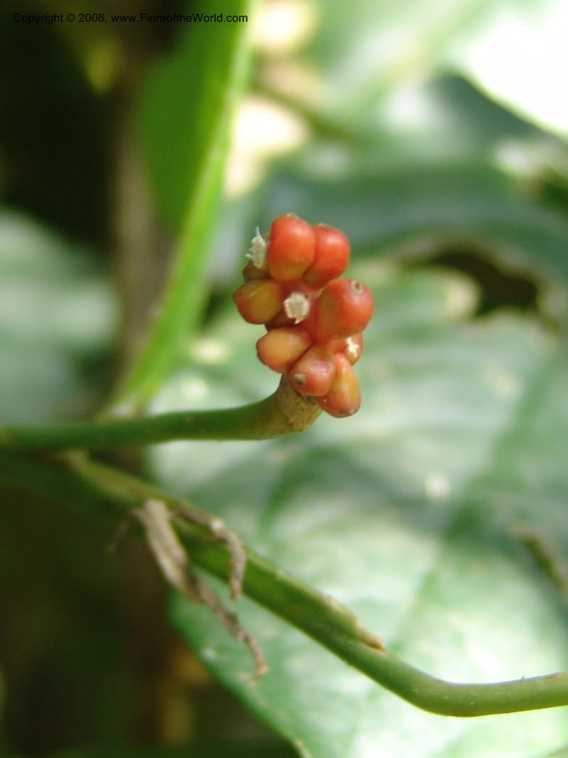 Culcasia falcifolia--Kenya. Kakamega Forest. 8 Jul 04. 106.jpg