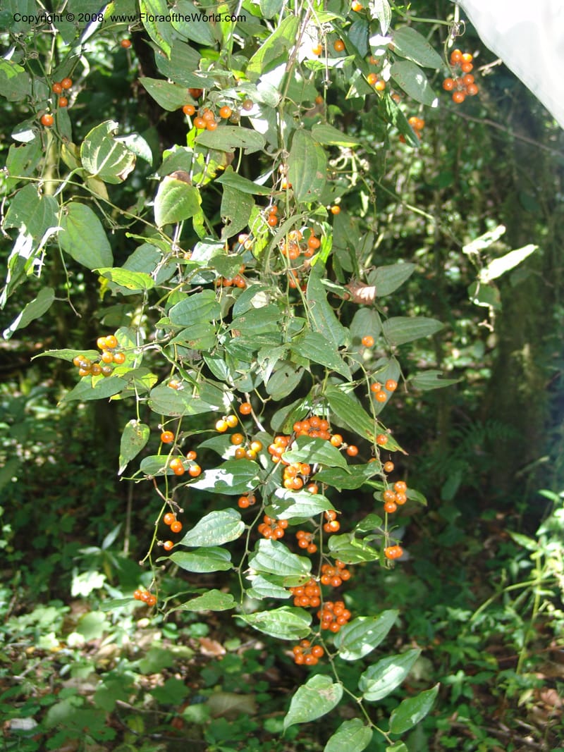Smilax, not coll.--MX. Chiapas. Res. Biosf. El Triunfo. Trail NW along stream. 9 Nov 04. 029.jpg