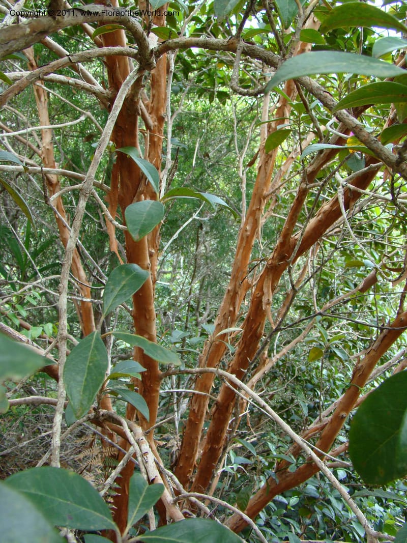 Rhodomyrtus, P. Lowry 7199--New Caledonia. Mont Dzumac road. 23 Jan 2010. 001 (563).jpg