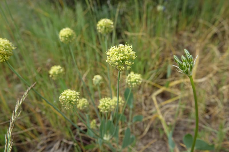 Lomatium nudicaule, C. Davidson 13617--CA. Modoc Co. Warner Mts. Hwy 299. 7 June 2017. DSC01455 (6).JPG