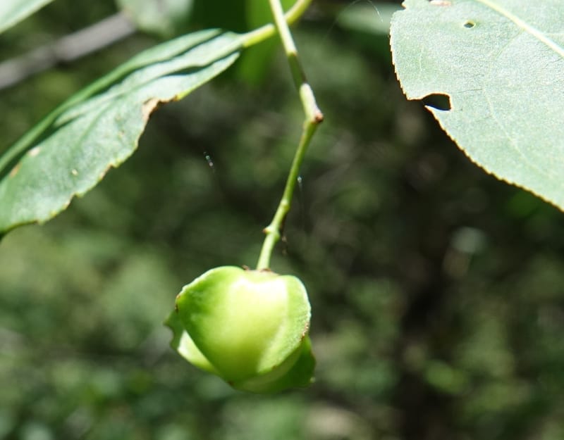 Euonymus sanguineus, D. Boufford 43991--China. Sichuan. Yibailingba-gou. 12 Aug 2017. DSC04660 (432).JPG