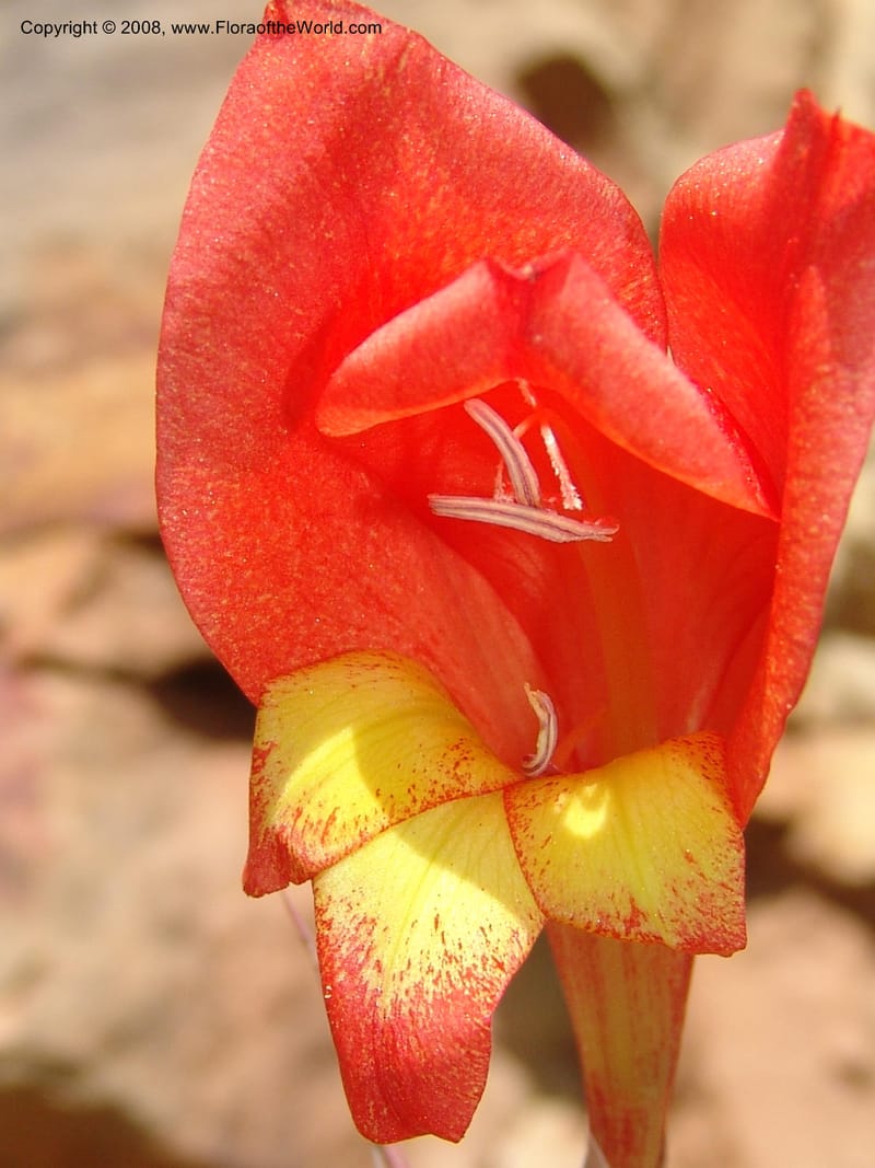 Gladiolus dalenii--So.Africa. E. Cape. R58 SE of Lady Grey. 10 Mch 05. 068.jpg