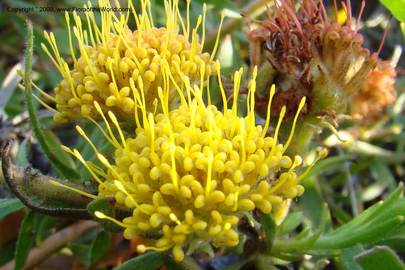 Leucospermum, Z. Rogers 1259--So. Africa. W. Cape. E of Stanford, Hermanus Rd. 19 Jan 09. 028.jpg
