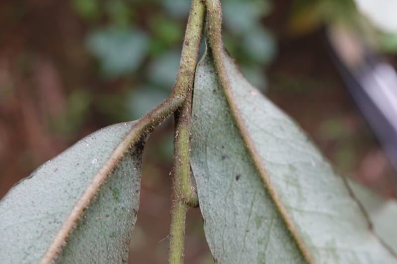 Ardisia virens, D. Boufford 44152--China. Yunnan. Bam Po village. 5 May 2018. DSC02406 (240).JPG