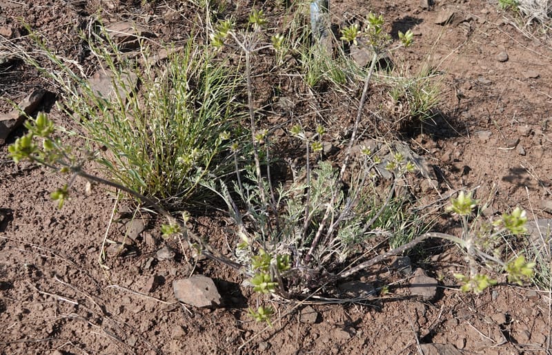 Lomatium macrocarpum, C. Davidson 13790--Oregon. Wallowa Co. Upper Camp Creek Canyon. 5 Jun 2018. DSC05225 (102).JPG