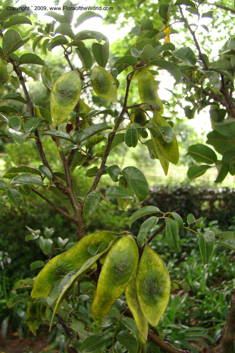 Dalbergia, Z. Rogers 1359--South Africa. KwaZulu-Natal. 29 Jan 09. 024.jpg