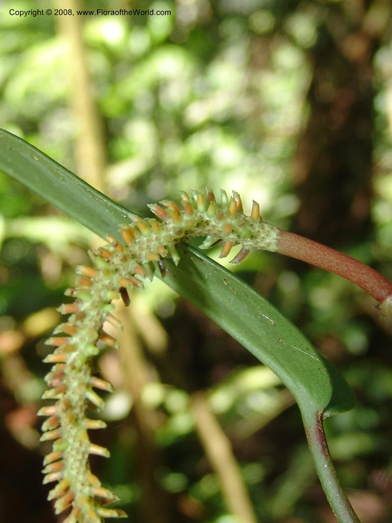 Pepeomia, AAraujoM1249--Bolivia. Pq. Nac. Madidi. Chalalan. Send. Anta. 30 Nov 04. 239.jpg