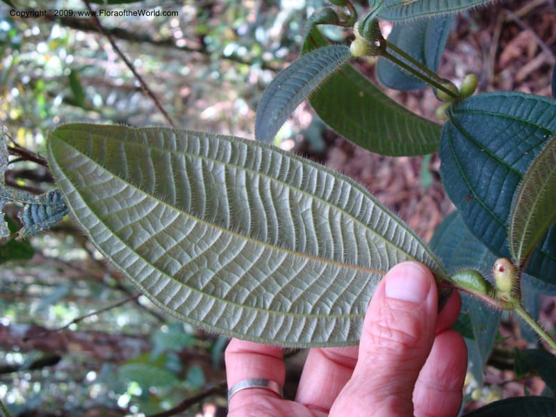 Tococa, D. Neill 15936--Ecuador.Prov.ZamoraC.WawaimePlotEcuacorriente 22 Sep 2007 161 (18).jpg