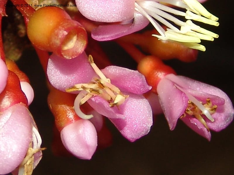 Medinilla, ROR1585--Madag. Parc Nat. Montagne d'Ambre. 11 Nov 06. 137.jpg