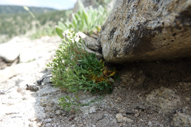 Noccaea fendleri subsp. idahoense, C. Davidson 13715--ID. Boise Co. Scott Mtn. L.O. rd. 15 July 2017. DSC03279 (144).JPG