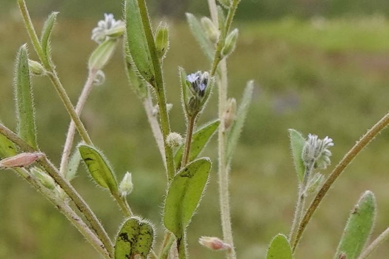 Myosotis stricta, C. Davidson 13755--Oregon. Wallowa Co. Zumwalt.Trail Cr. Rd. 4 Jun 2018. DSC04078 (193).JPG