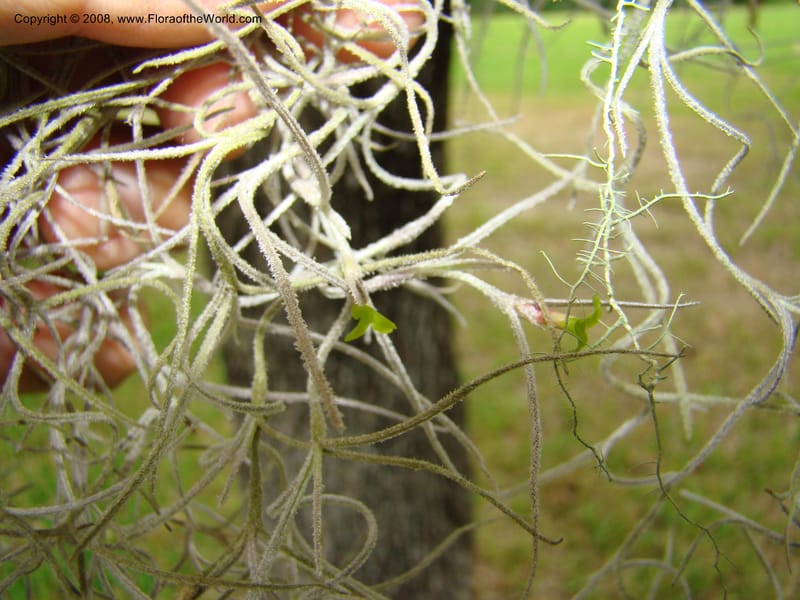 Tillandsia usneoides, CDavidson11164--TX. Walker Co. Newport Village Rd. 27 Apr 08. 132.jpg