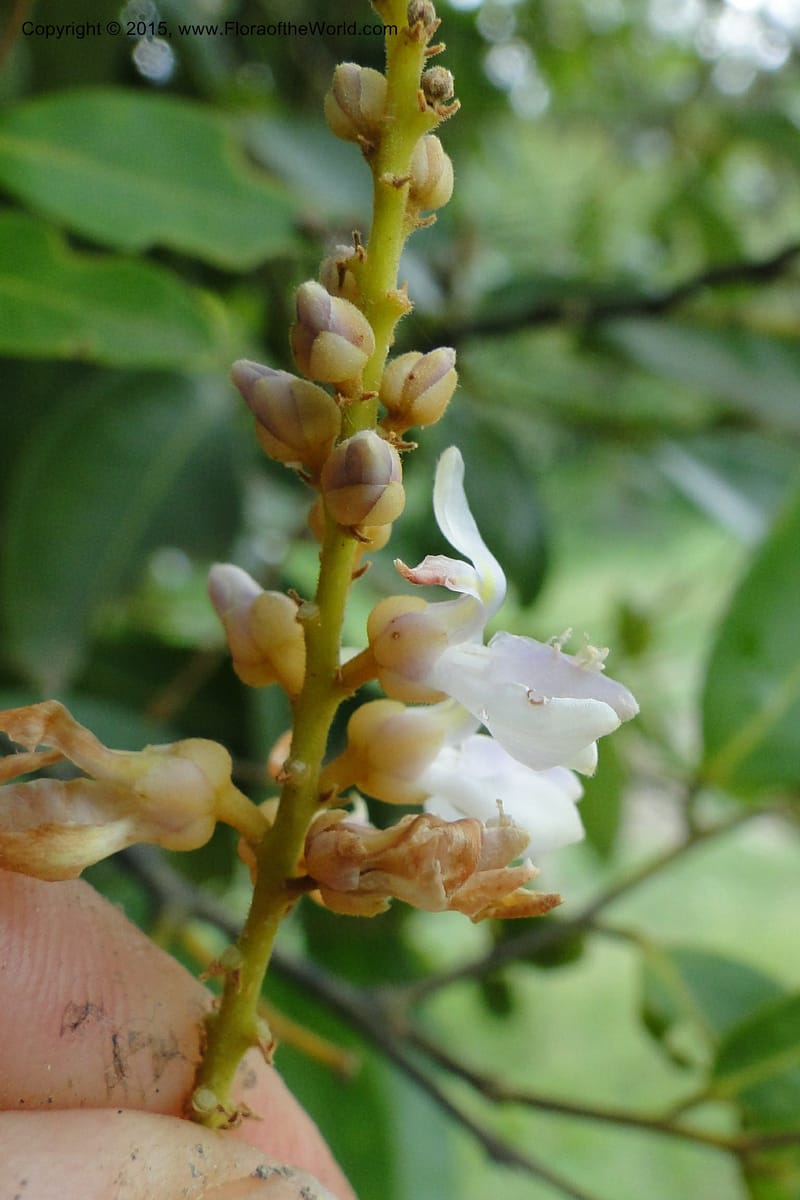Xanthophyllum, Regalado 1969--Viet Nam. Forest Block 19. 15 May 2011. 220 (8).jpg