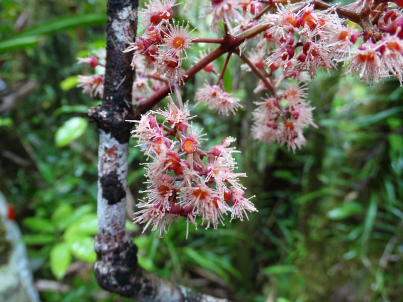 Syzygium, Plunkett, G 3181--Fiji. Waisali Rainf. Reserve. 4 Nov 2015. DSC08848 (8).JPG