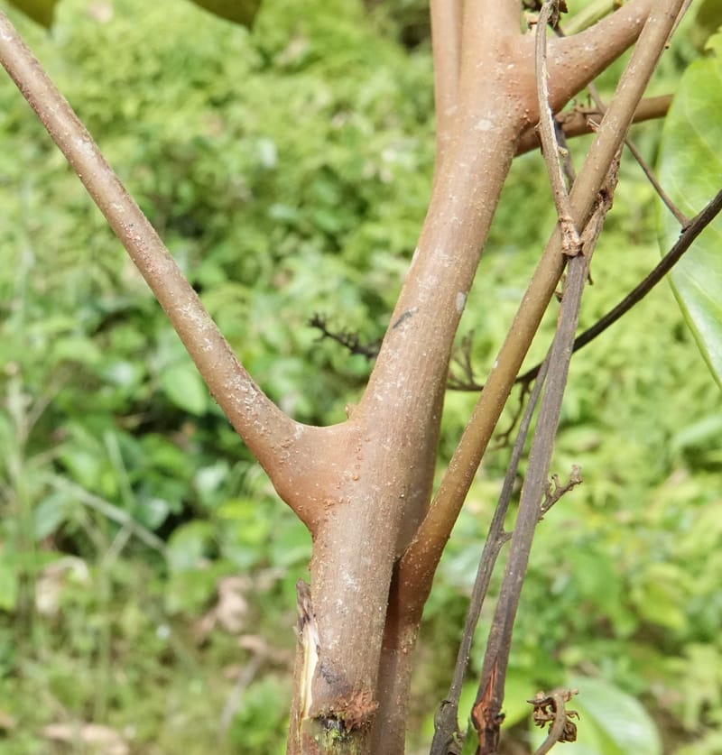 Aporrhiza, C. Davidson 13912--Gabon. M de C. Road past the cabins. 29 Oct 2018DSC09794 (97).JPG