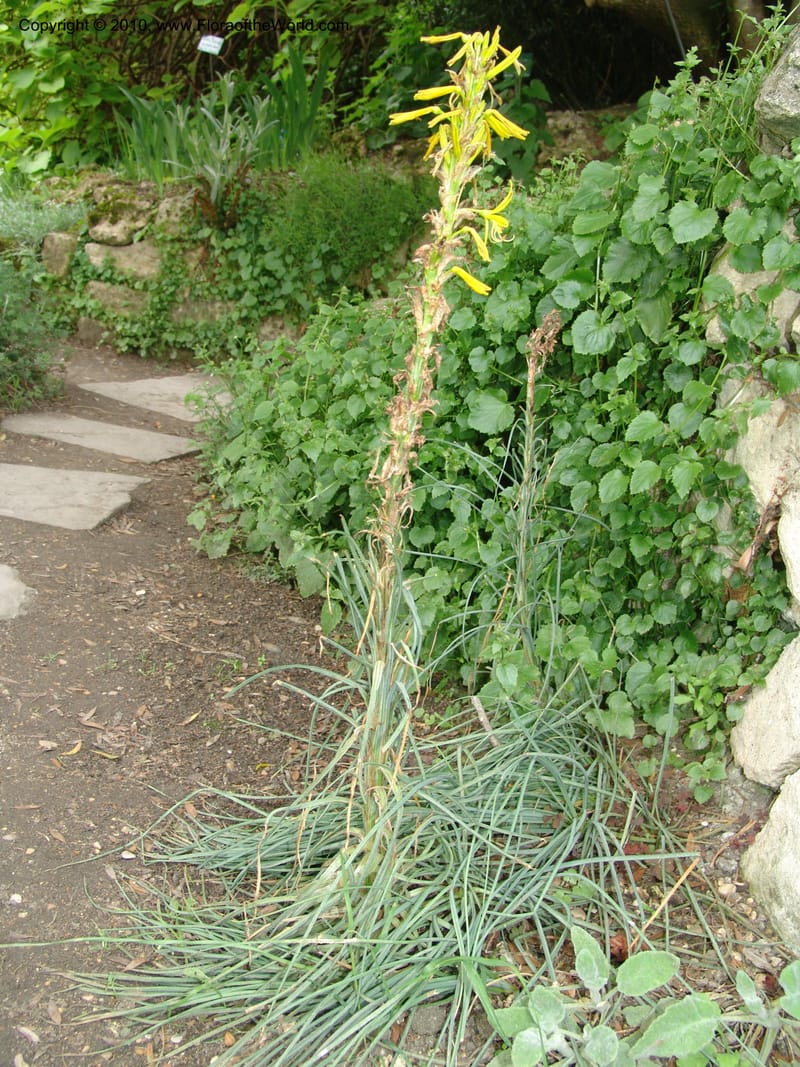 Asphodeline lutea--France. Paris. Jardin des Plantes. 28 Apr 05. 091.jpg