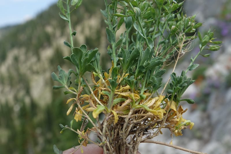 Noccaea fendleri subsp. idahoense, C. Davidson 13715--ID. Boise Co. Scott Mtn. L.O. rd. 15 July 2017. DSC03279 (148).JPG