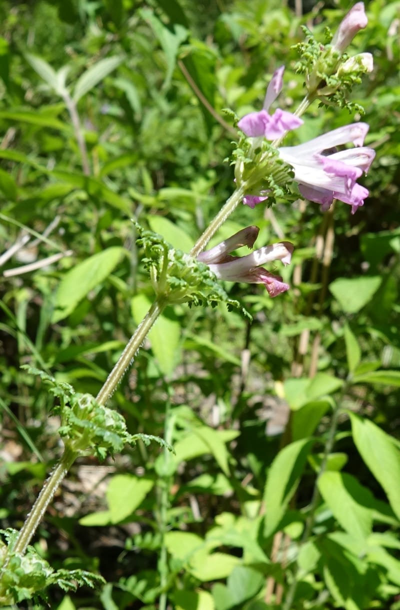 Pedicularis pseudomelampyriflora, C. Davidson 13757--China. Sichuan. Yibailingba-gou. 12 Aug 2017. DSC04660 (578).JPG