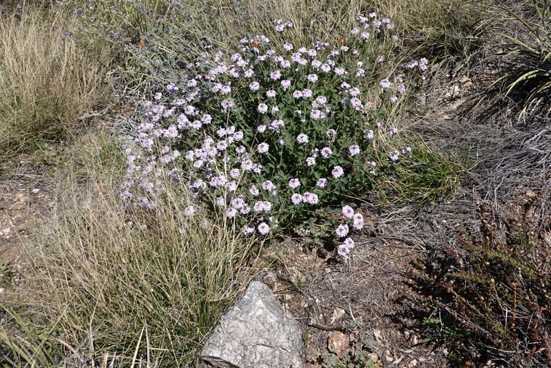 Glandularia gooddingii, C. Davidson 13980--AZ. Pima Co. Mt. Lemmon. Molino View Parking. 8 Apr 2019. DSC (226).JPG