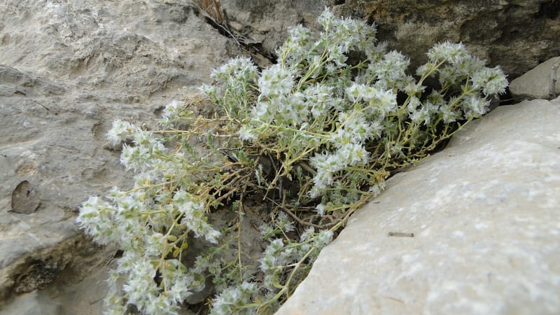 Paronychia kurdica, A. G. Miller 120.6--Iraq. Kurdistan. Shakh-i Pira Magun. 9 June 2010. 265 (19).jpg